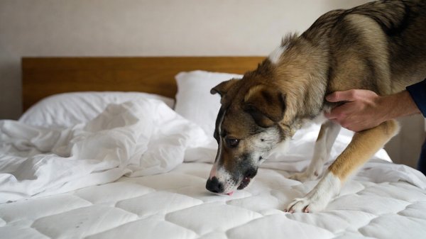 Les meilleurs services de détection canine des punaises de lit à paris